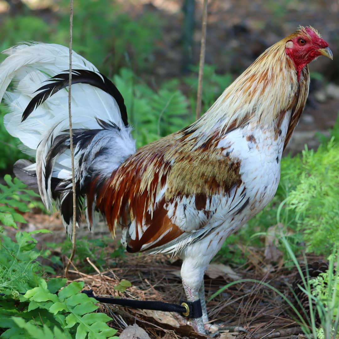 Minor Blue Rooster - Cayden James Farm